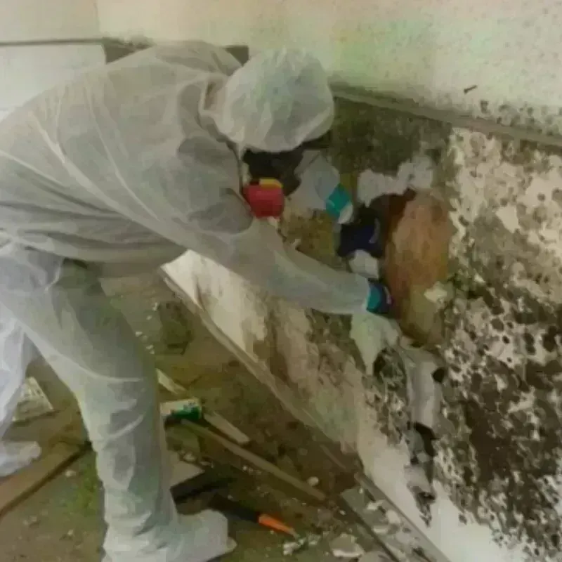 Mold Remediation and Removal in Lexington, MS